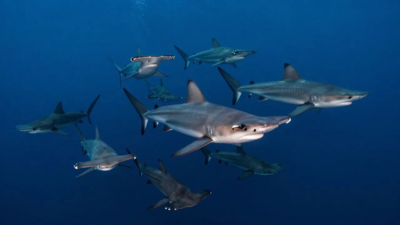 Enorme cardumen de tiburones martillo nadando en formación en Canarias